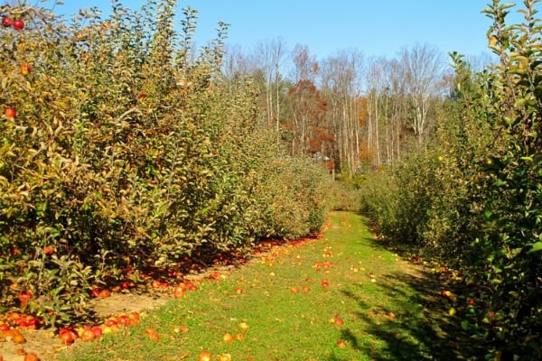 apple orchard with ripe apples