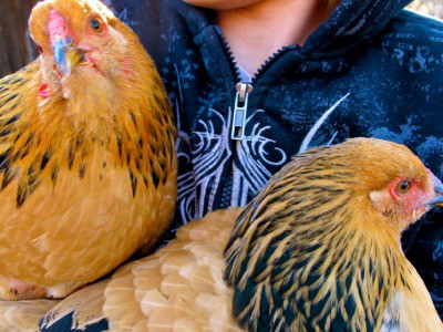 Chickens are a hard-working homestead staple. Learn 7 ways to make money raising chickens and increase your homestead income and have a profitable flock. 