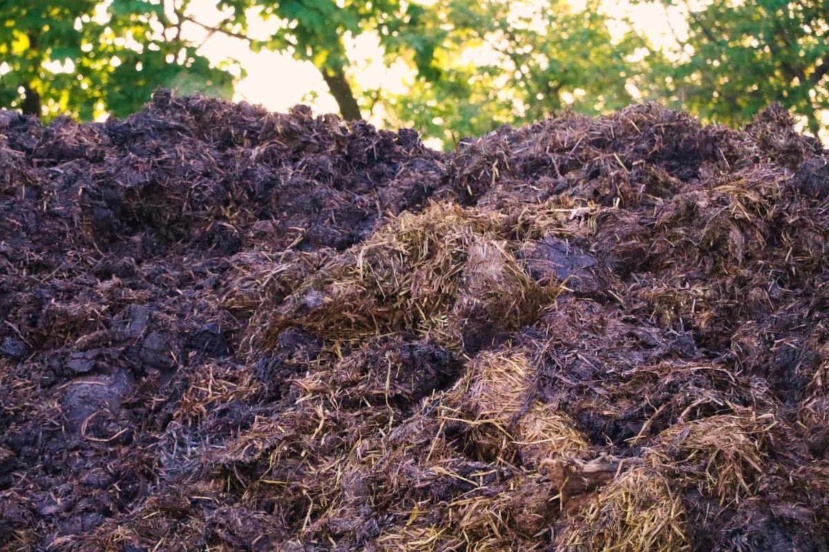 rotting pile of manure for compost