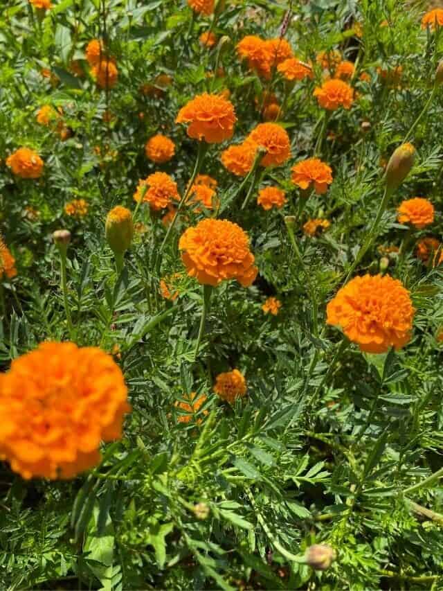 How to Collect Marigold Seeds