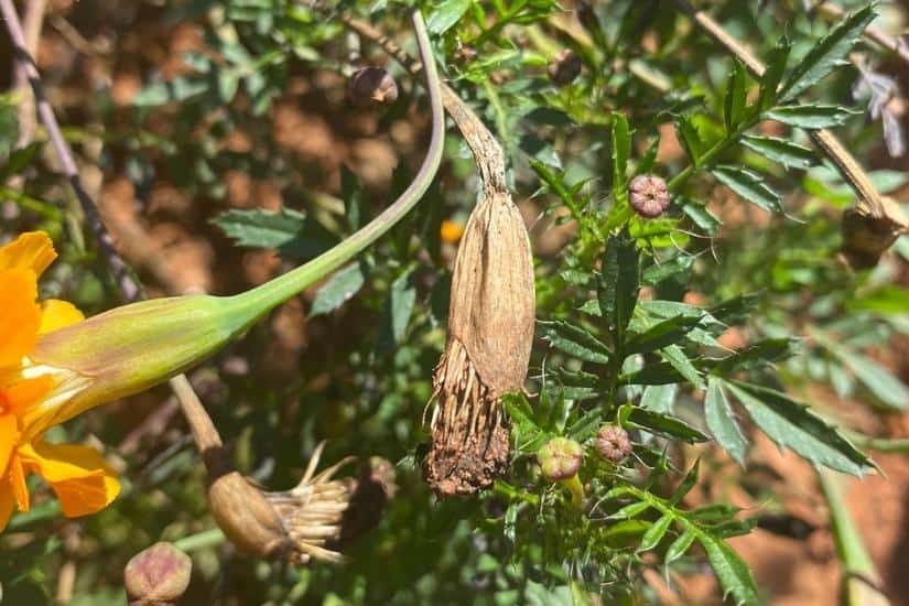 dried marigold seed head on the plant