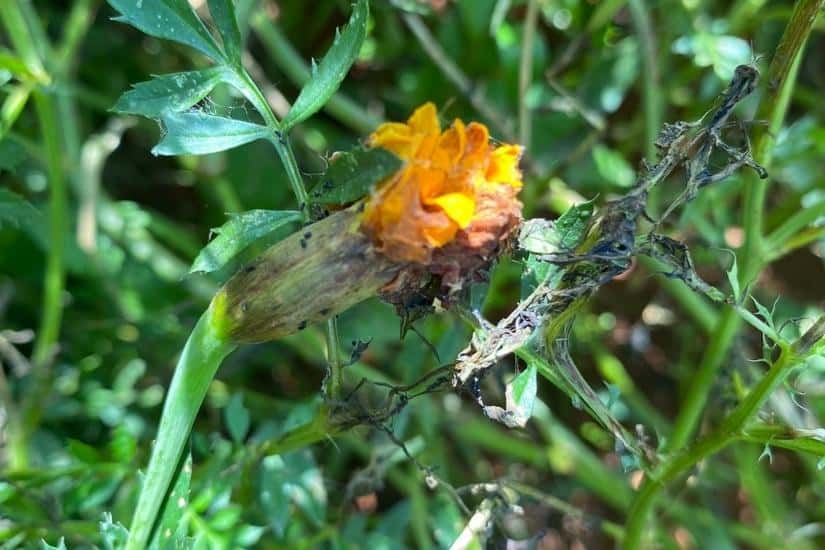 marigold flower getting old and shriveled on plant