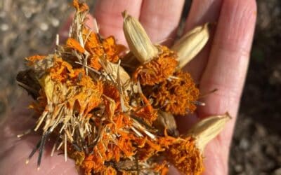 How to Save Marigold Seeds for Next Year
