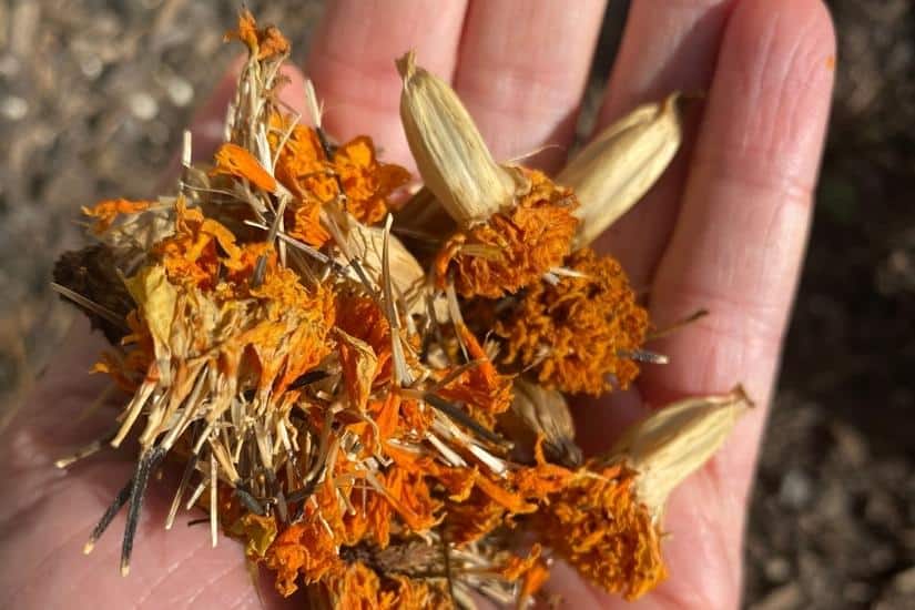 handful of marigold seed heads 
