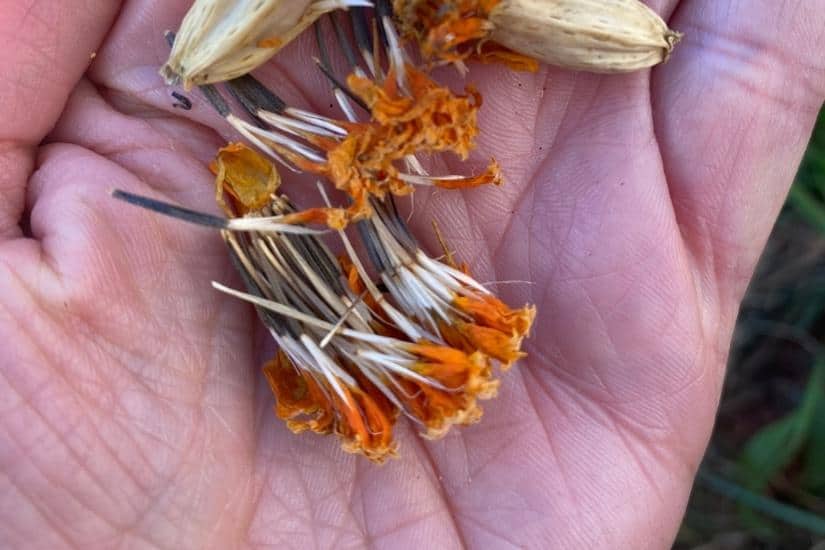 marigold seeds in a hand close up