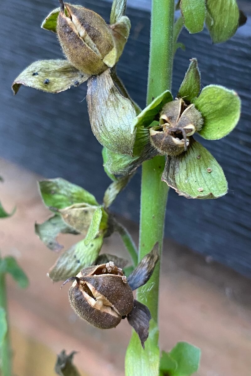 mature foxglove seed head 