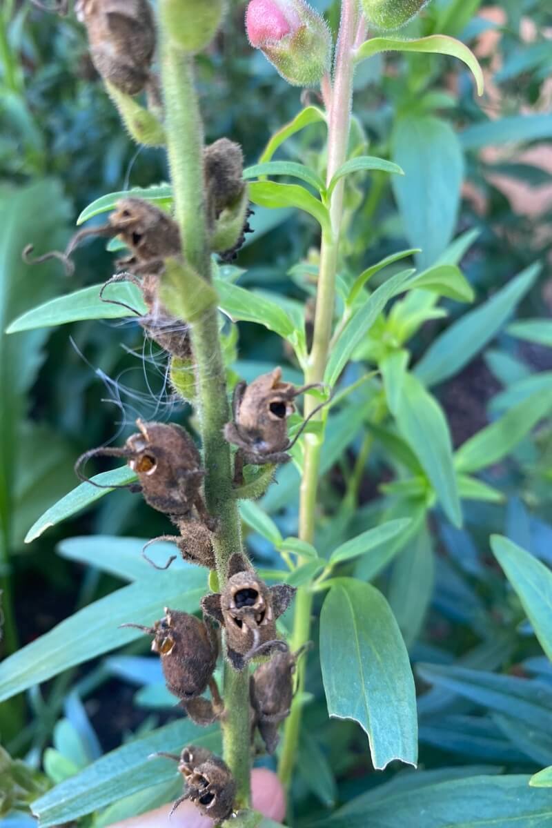 mature snapdragon seed head 