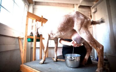 7 Ways to Use a Milk Stand with Your Goats