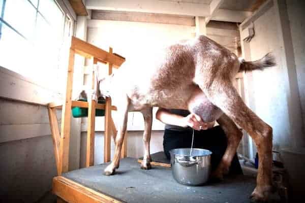 goat on a milk stand being milked into a bucket