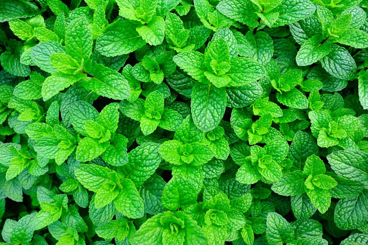 mint growing in garden 