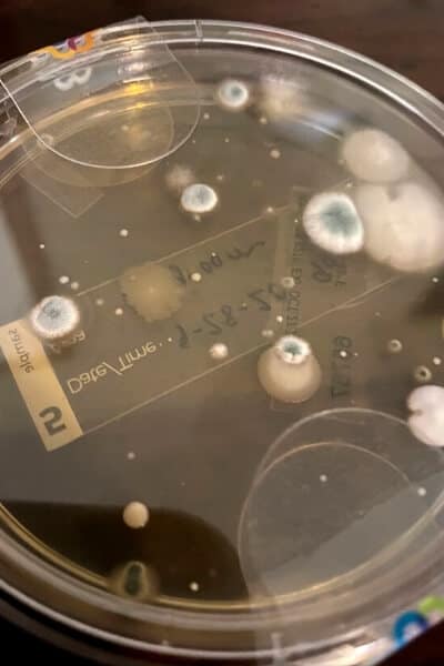 pertri dish mold plate with white and blue spots of mold growing