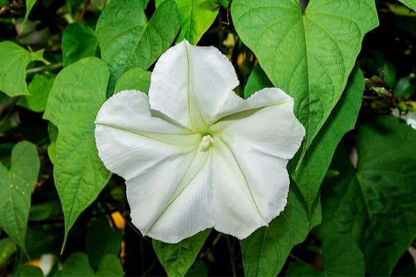 close up of white moonflower
