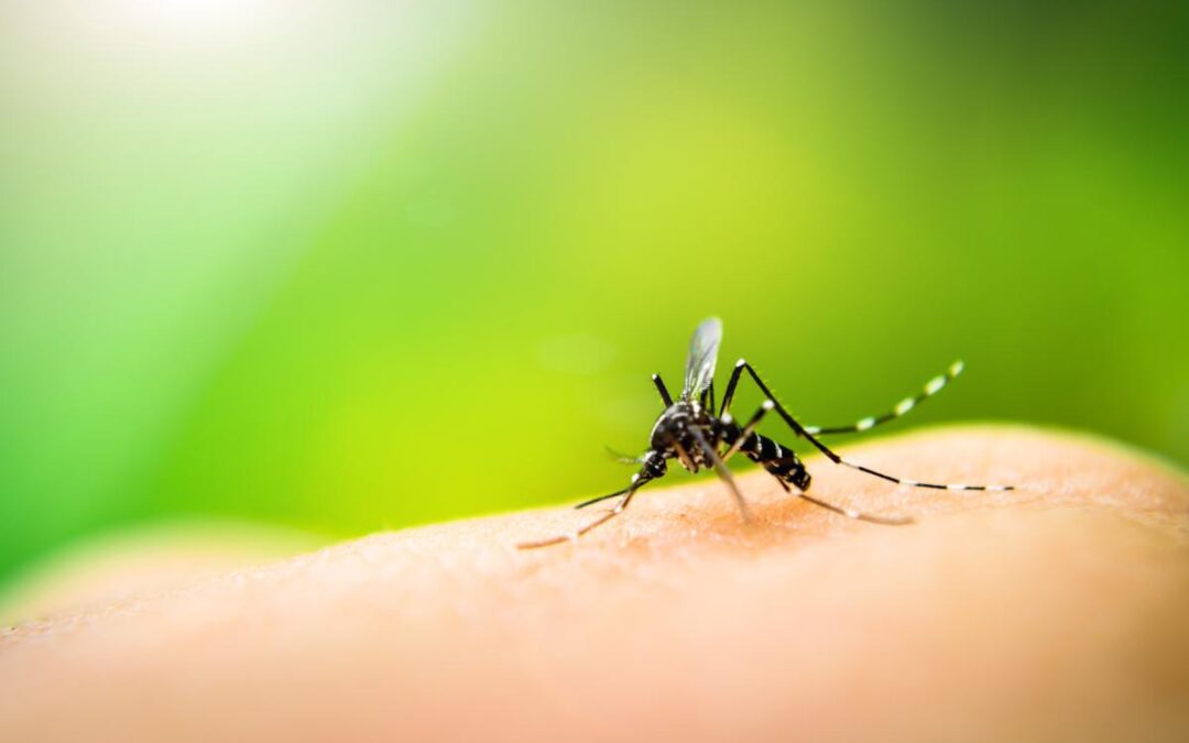 Get Rid of Mosquitoes: 7 Natural Mosquito Repellents for Your Yard