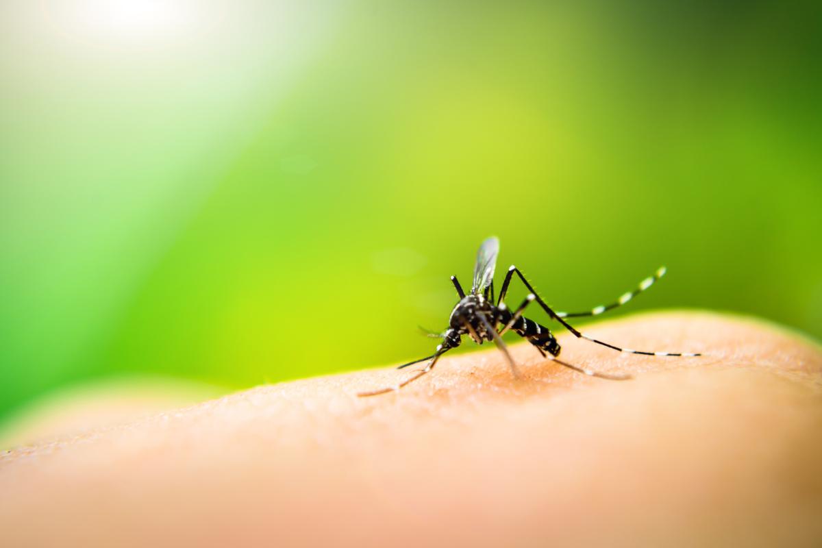 close up of mosquito
