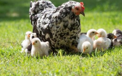 Hatching Chicks: Incubator vs. Broody Hen