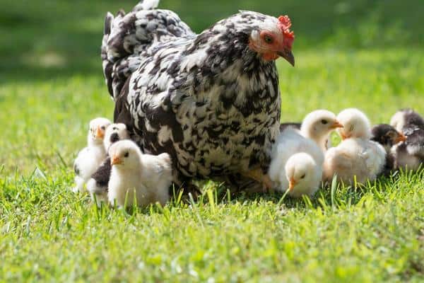 How to Hatch & Raise Chicks Using a Broody Hen