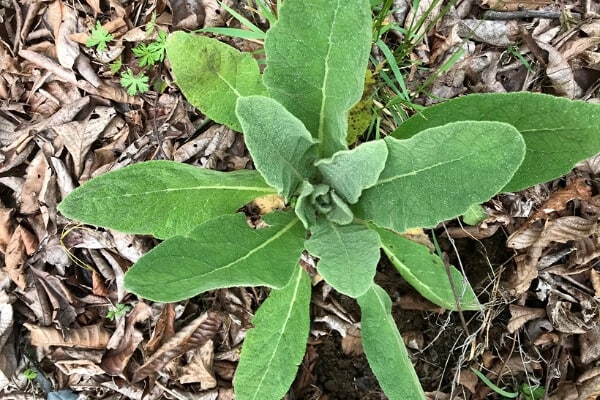 first year mullein in the ground