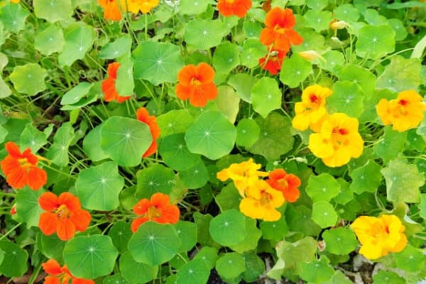 orange and yellow nasturtium flowers on green vines