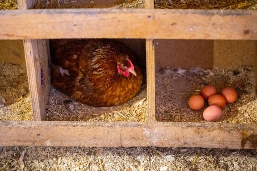 chicken sitting in nest box with fresh eggs in an adjacent nest box