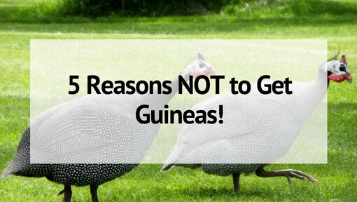 5 Reasons Not To Raise Guinea Fowl On Your Homestead