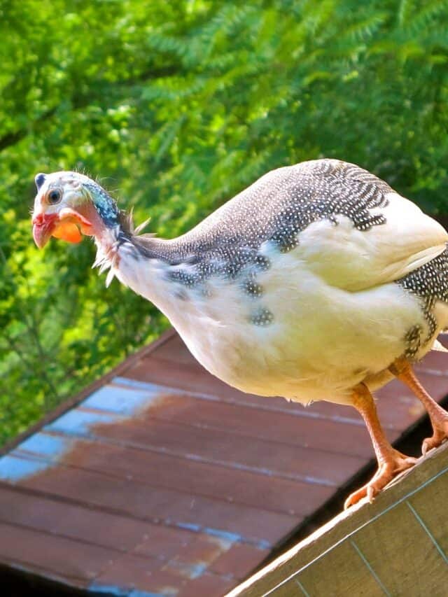 5 Reasons NOT to Own Guinea Fowl