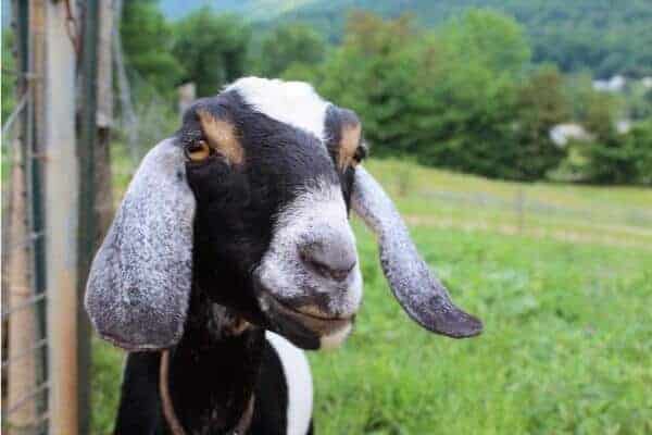 nubian dairy goat