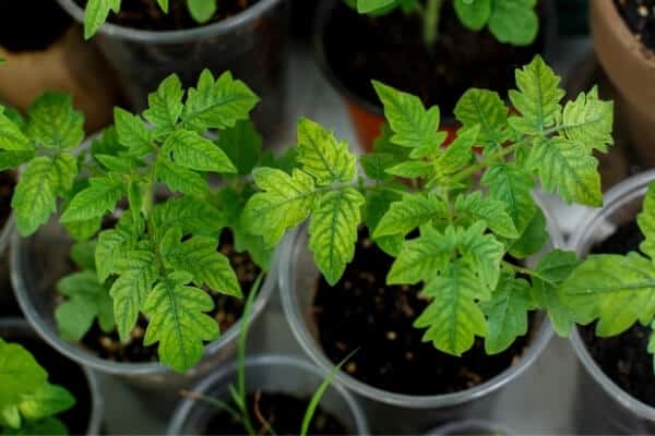 nutrient deficiency in tomato seedlings with veining and yellowing leaves