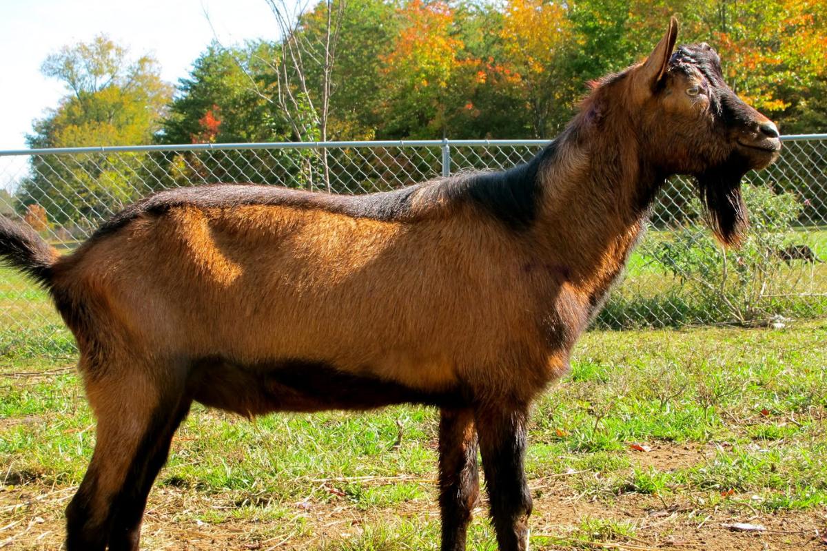 oberhasli goat