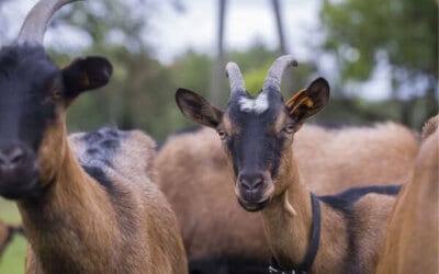 5 Overlooked Goat Breeds You Didn’t Know You Wanted