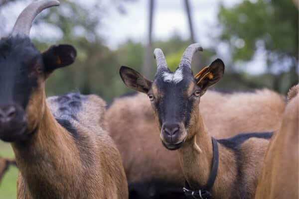 Oberhasli goats are a very popular and versatile breed
