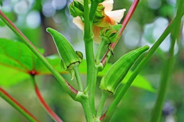 okra plant in companion planted garden