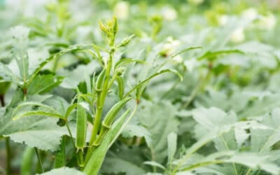 Is Okra a Fruit or a Vegetable? (and Does it Matter…)