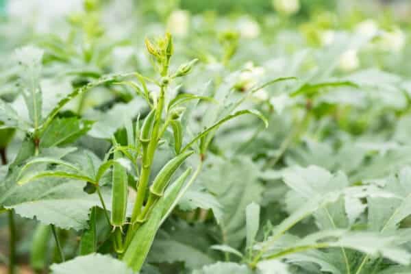 okra plant with pods