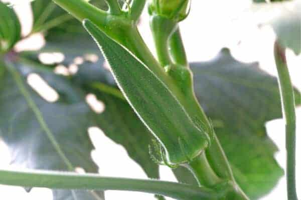 okra plant with pods
