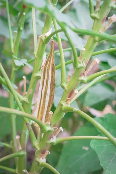drying okra on a plant