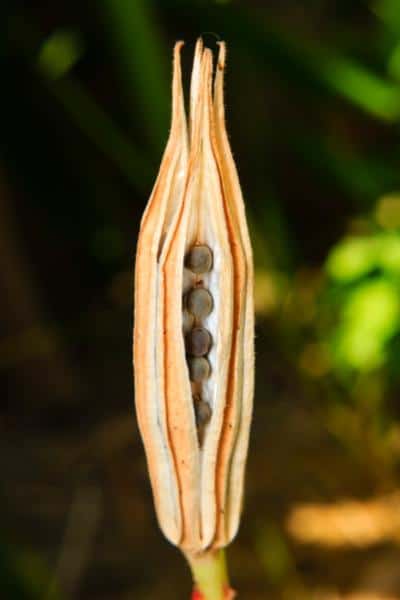 dry okra pod cracked open to reveal seeds