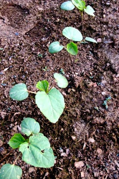 okra seedlings in a row in the garden