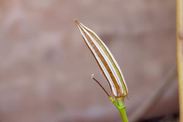 dry okra pod on plant