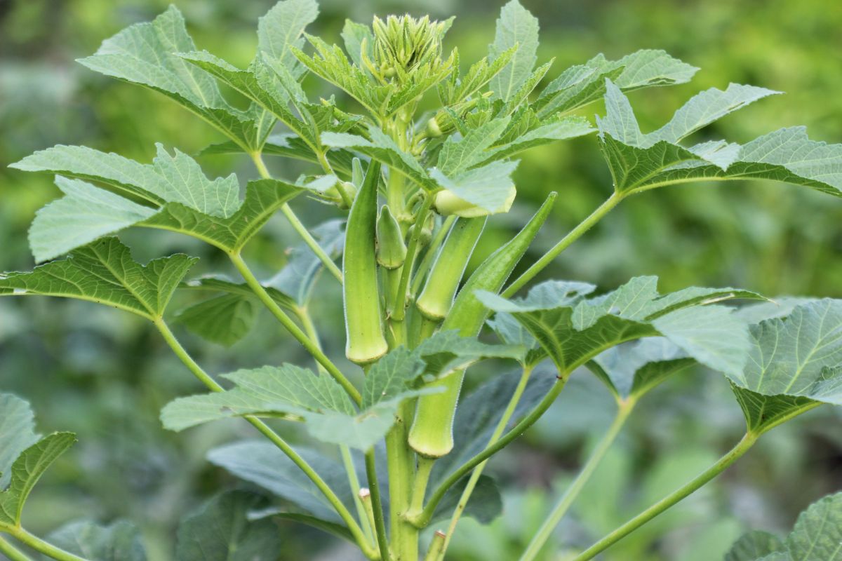 okra plant with pods