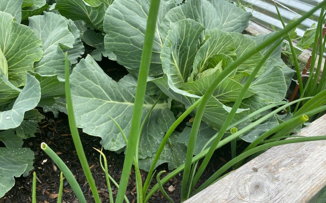 Best Cabbage Companion Plants in the Vegetable Garden