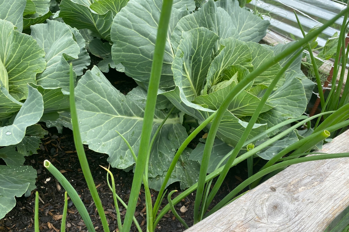 onions companion planted with cabbage