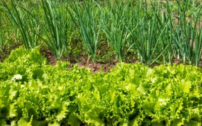 The Best Onion Companion Plants for Your Vegetable Garden
