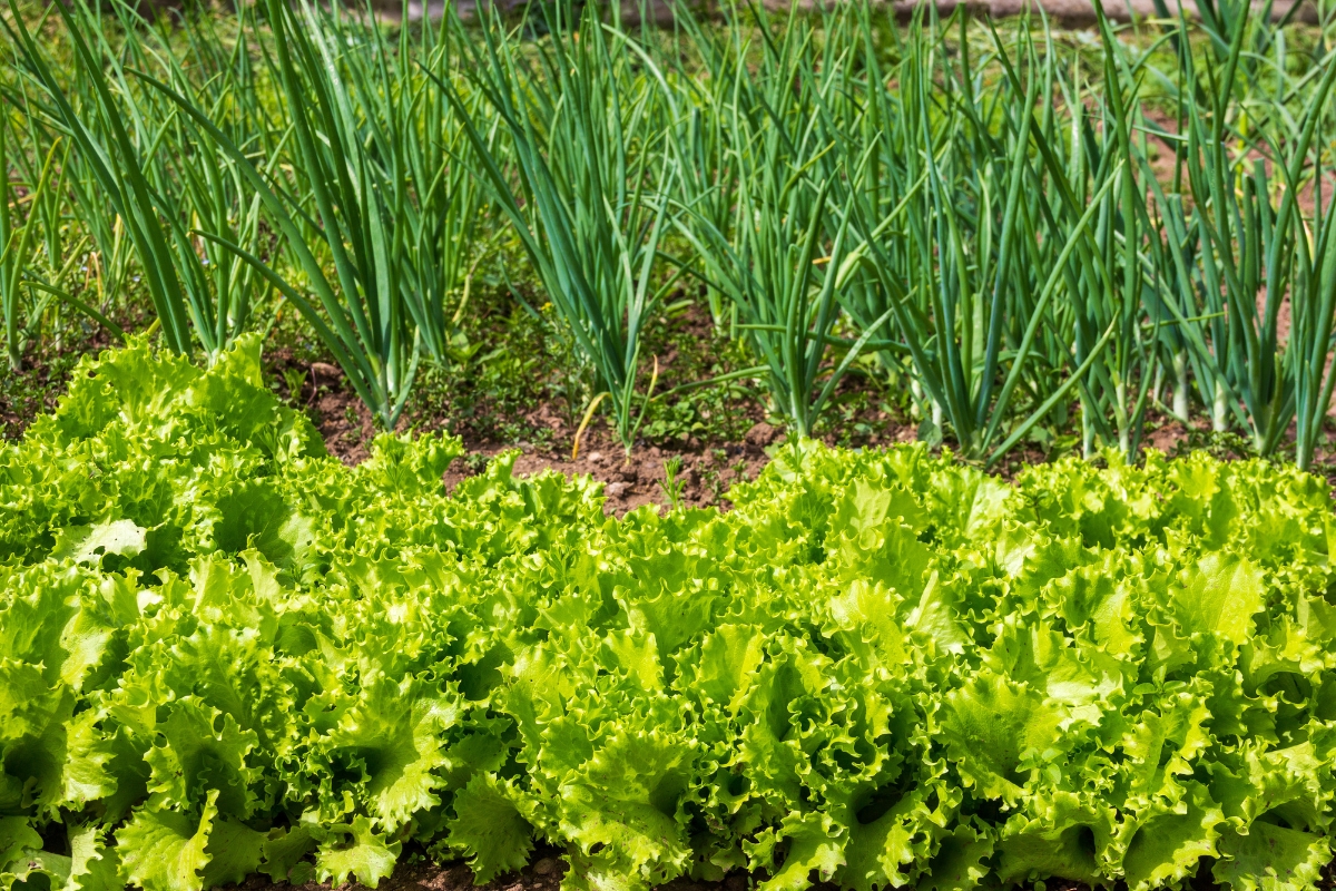 onions companion planted with lettuce