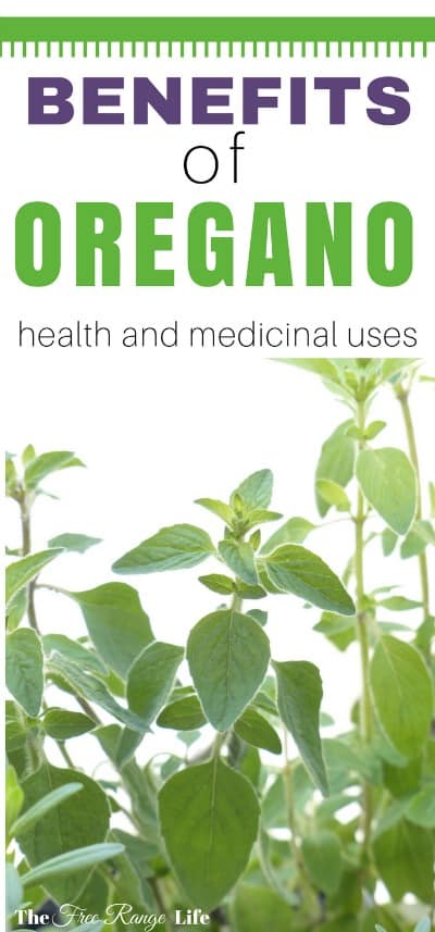 oregano leaves uses