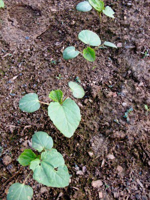 A row of okra seedlings a couple weeks after sprouting