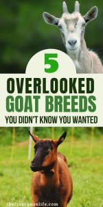 5 Overlooked Goat Breeds You Didn't Know You Wanted