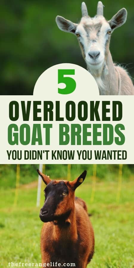 Everyone knows the big meat and dairy goat breeds like Saanen and Boer, but here are 5 overlooked goat breeds that may be just right for your homestead!