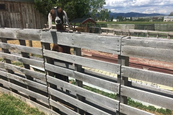 6 Easy Pallet Projects For Your Goat Yard