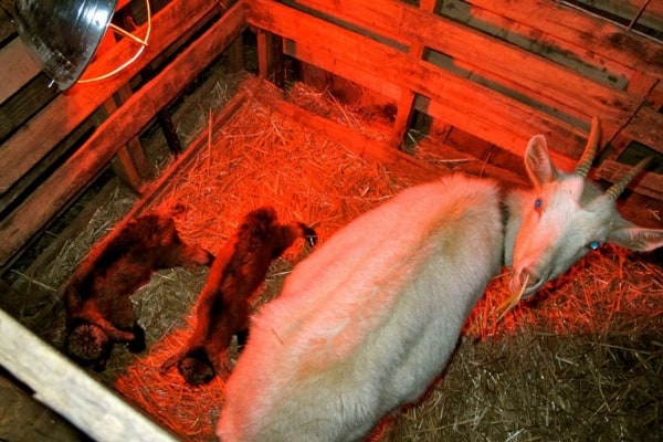 goat and babies in pallet stall