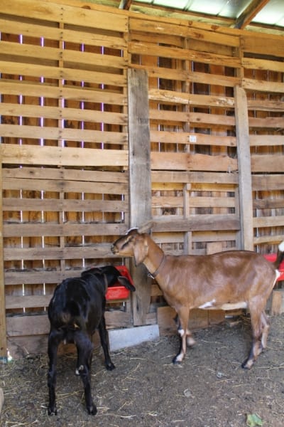 goats in pallet barn